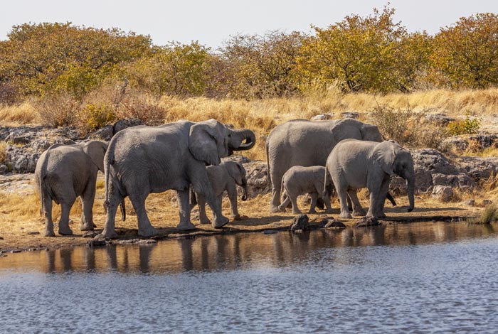 Safaris-privados-guiados-Namibia-Etosha-National-Park-01