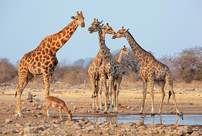 Safaris-privados-guiados-Namibia-Etosha-National-Park-02