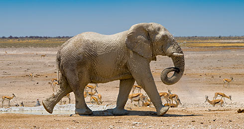 Safaris-En-Coche-Namibia-vacaciones-organizadas-Ruta Todo Alrededor