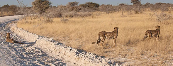 Namibia-Safaris-en-Coche-Itinerario-Ruta-Central