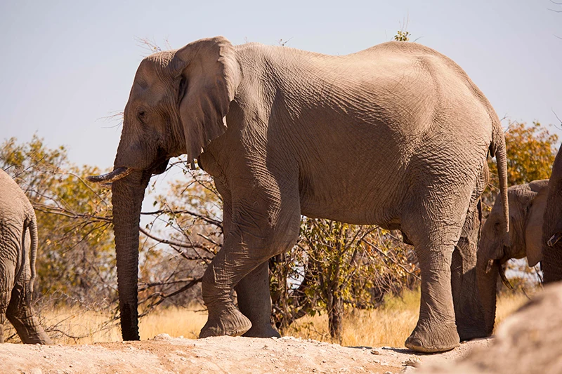 Namibia-Self-Drive-Safari-Tours-Route-Highlights-desert-elephants-