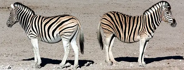 Namibia Safari Autoguiado Complemento Cultura del Norte