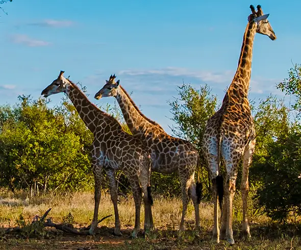 Namibia Safari Autoguiado Complemento Cultura del Norte