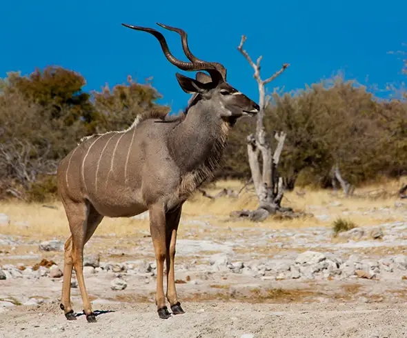 Namibia Safari Autoguiado Complemento Complemento Sur