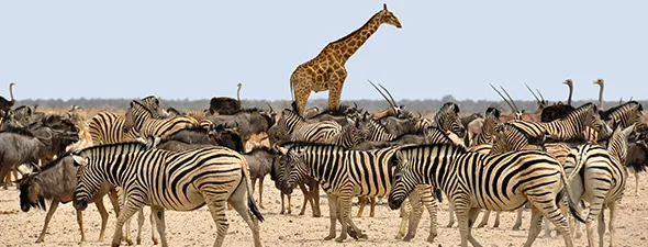 Safaris-en-Coche-Namibia-Complemento-Catarátas-de-Victoria-Chobe