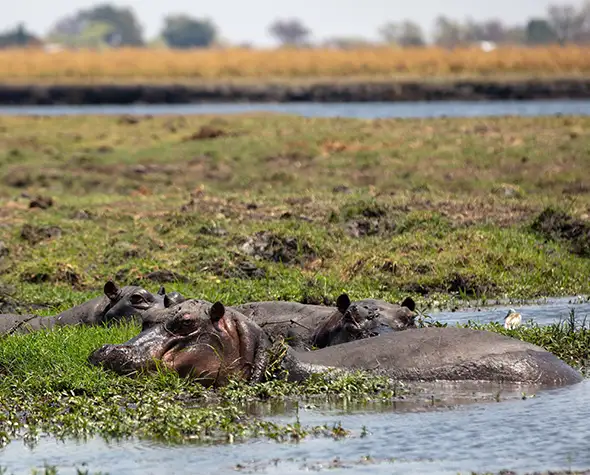 Safaris-en-Coche-Namibia-Complemento-Catarátas-de-Victoria-Chobe