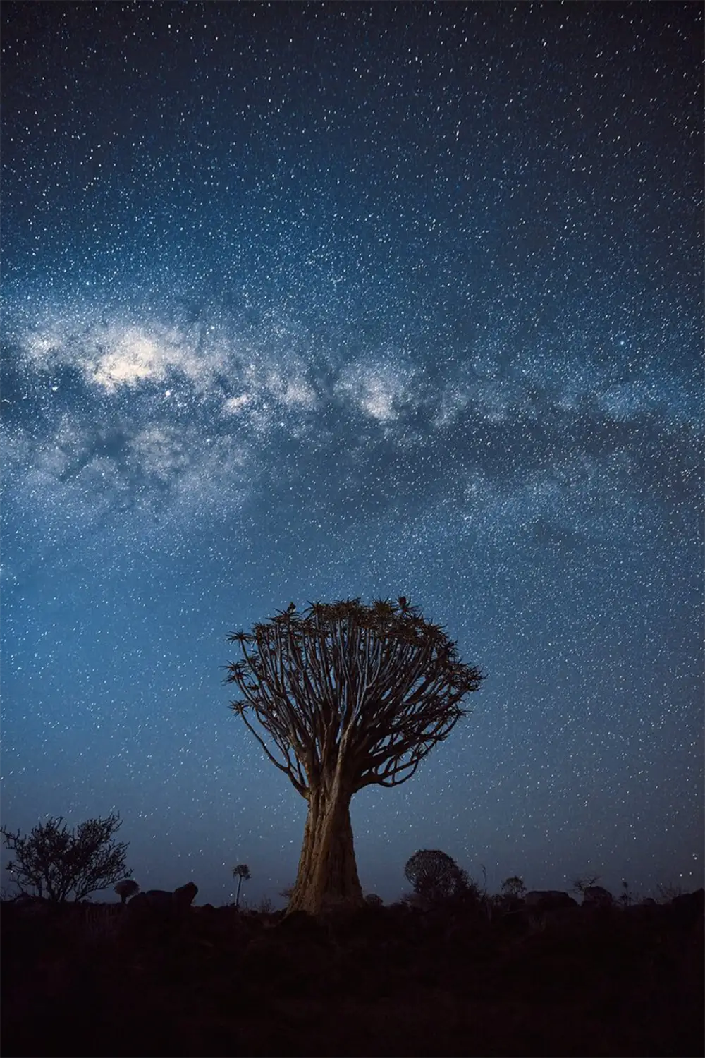Recorrido fotográfico por la icónica Namibia-Bosque de Quiver Tree