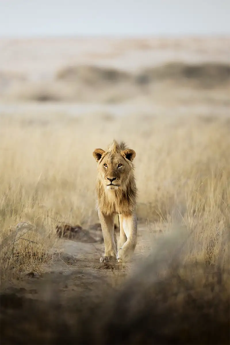 Recorrido fotográfico guiado por Namibia salvaje