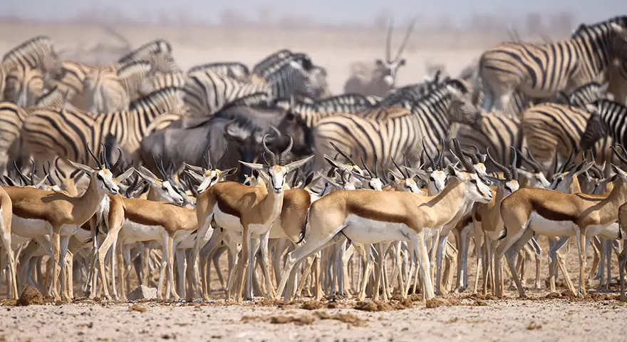 Recorrido fotográfico guiado por Namibia salvaje