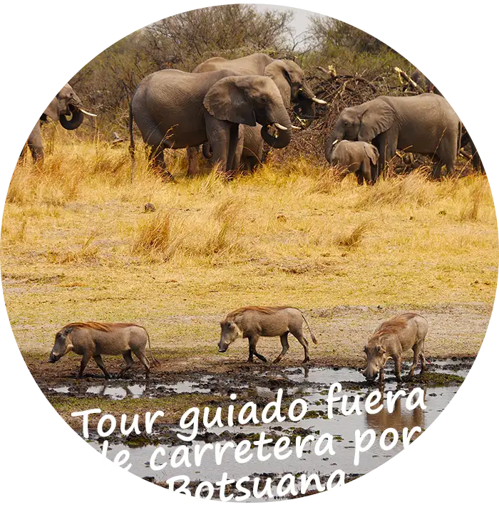 Tour guiado fuera de carretera por Botsuana